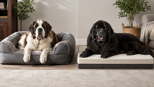 Saint Bernard on a gray bolster dog bed beside a Newfoundland on a flat dog bed