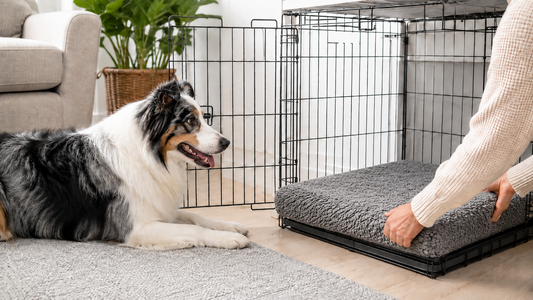 Australian Shepherd beside an open wire crate as a plush gray dog bed is placed inside