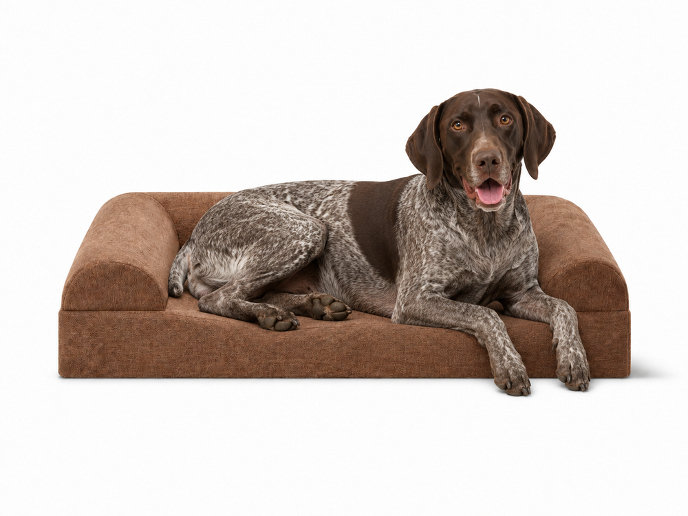 German Shorthaired Pointer resting on a brown three-sided sofa-style orthopedic dog bed