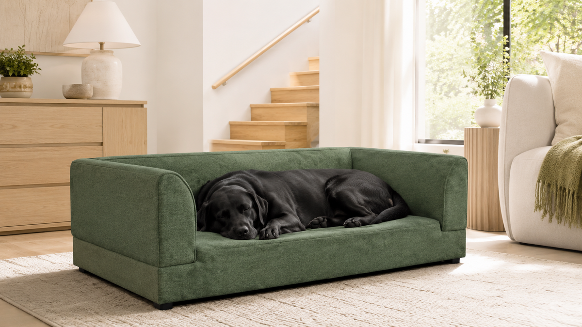 Black Labrador curled on a green sofa-style dog bed
