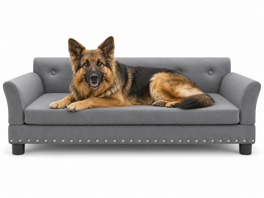 German Shepherd resting on the dark grey elevated sofa bed for large dogs