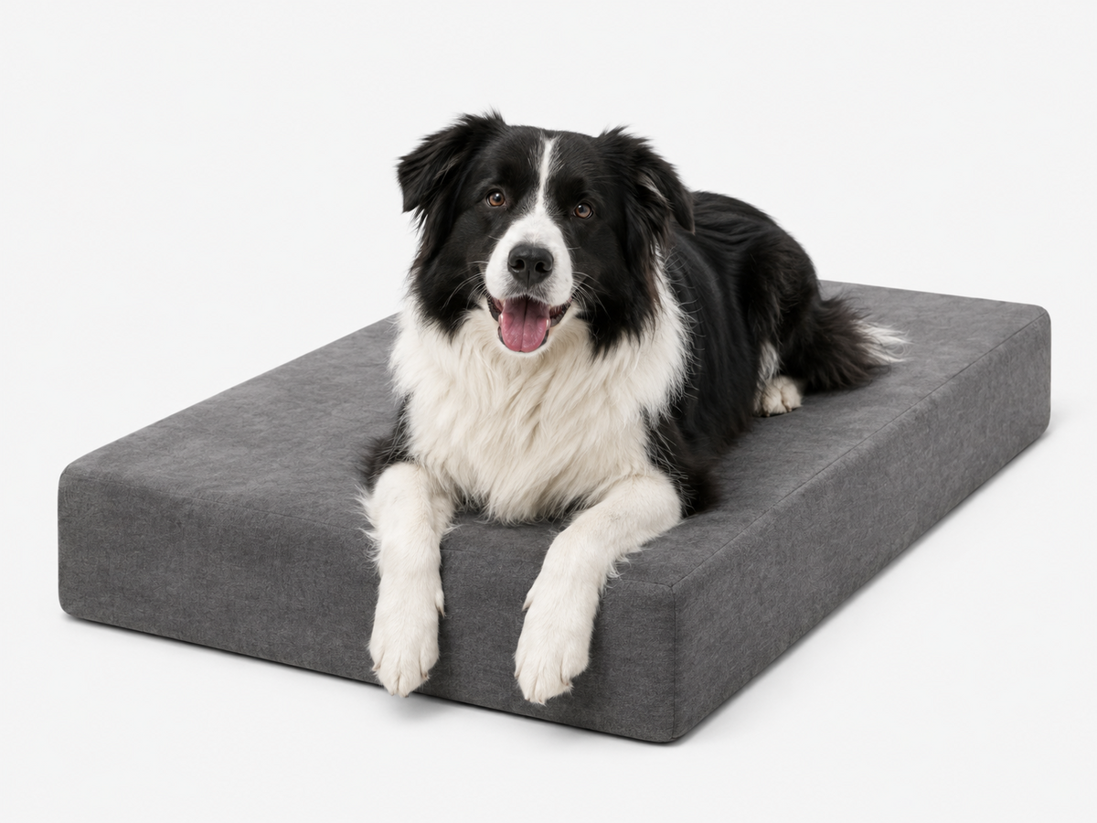 Border Collie resting on grey Sleek orthopedic bed in Size L
