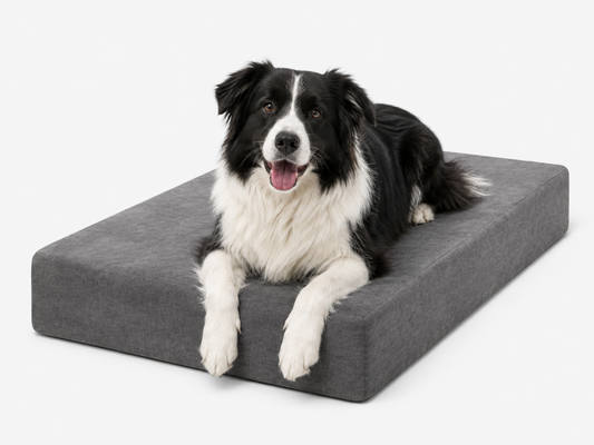 Border Collie resting on grey Sleek orthopedic bed in Size L