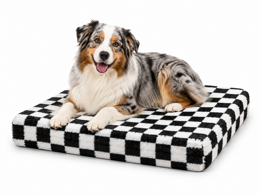 Australian Shepherd resting on checkerboard Sleek orthopedic bed in XL